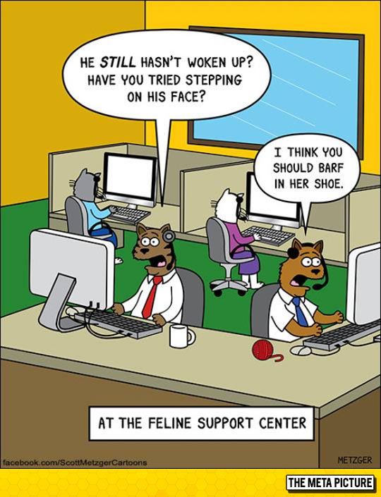 Cat support