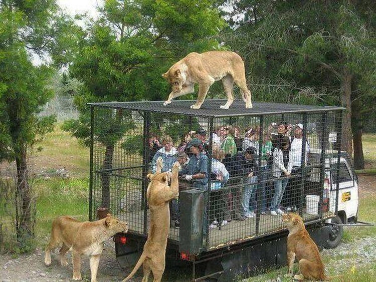 Feeding the lions