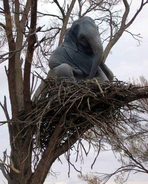 How did the elephant get there