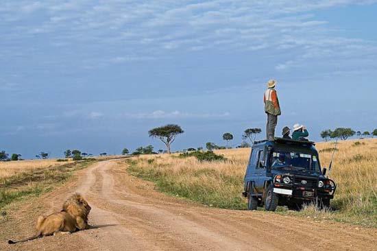 Predator watching its prey