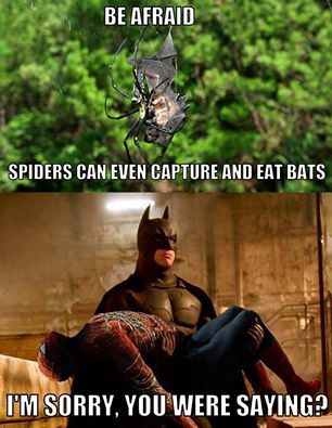 Spiders can capture and kill bats