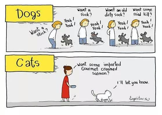 Difference between cats and dogs