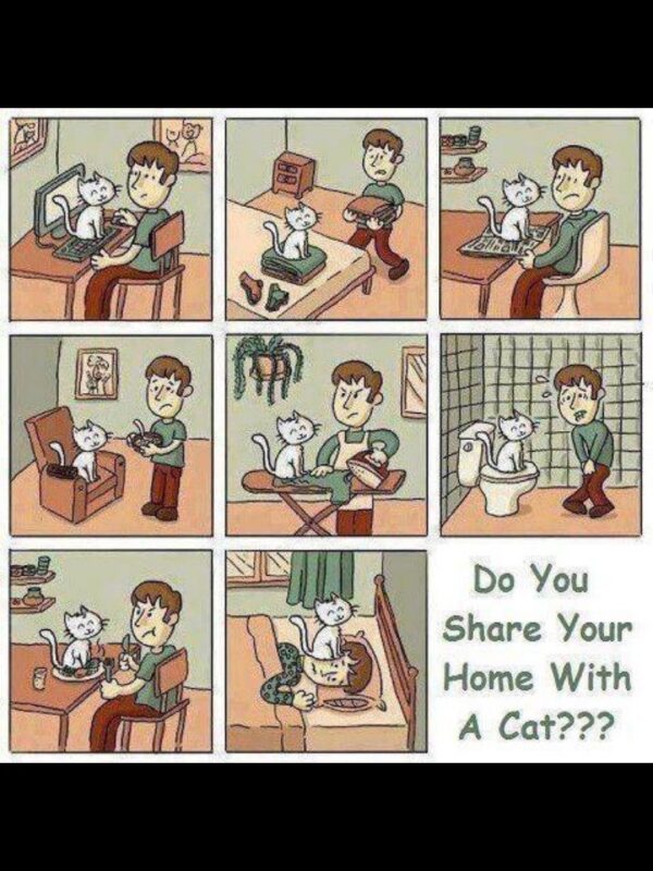 For all those who have cats at home
