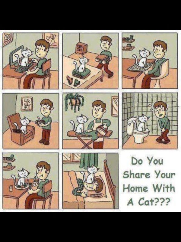 For all those who have cats at home