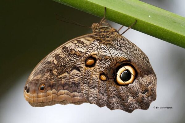Owl butterfly
