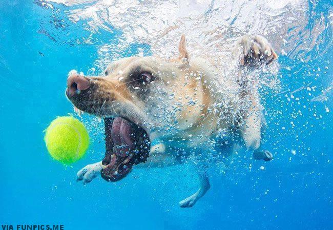 pictures of dogs underwater 1