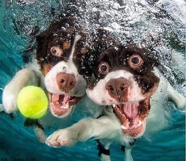 pictures of dogs underwater 2