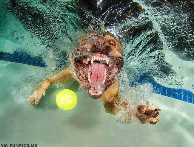 pictures of dogs underwater 3