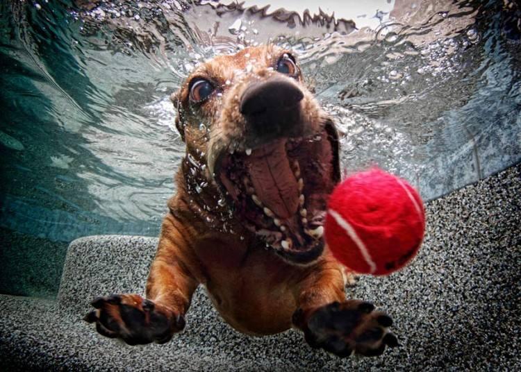 pictures of dogs underwater 4