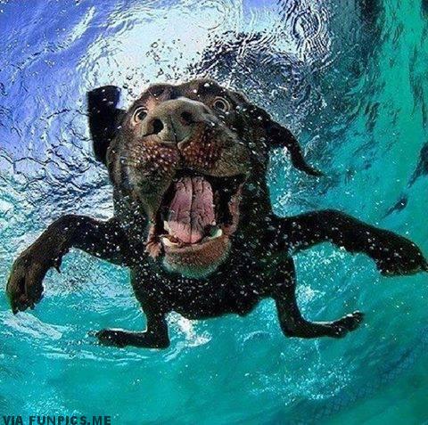 pictures of dogs underwater 5