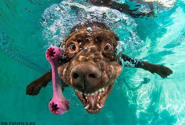 pictures of dogs underwater 6