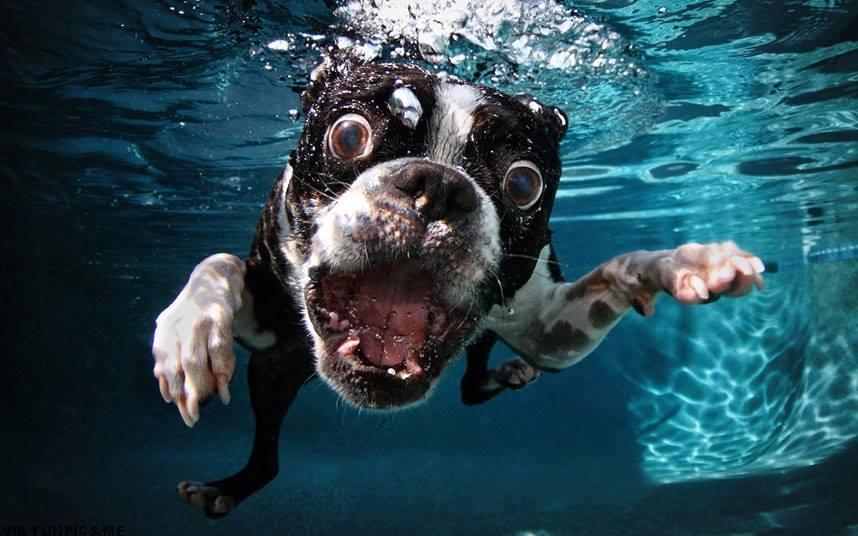 pictures of dogs underwater 7