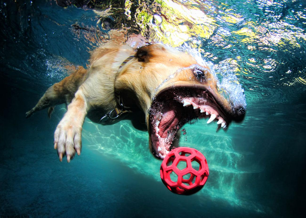 pictures of dogs underwater 8