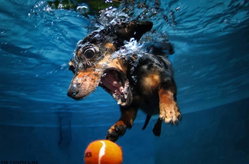 pictures of dogs underwater