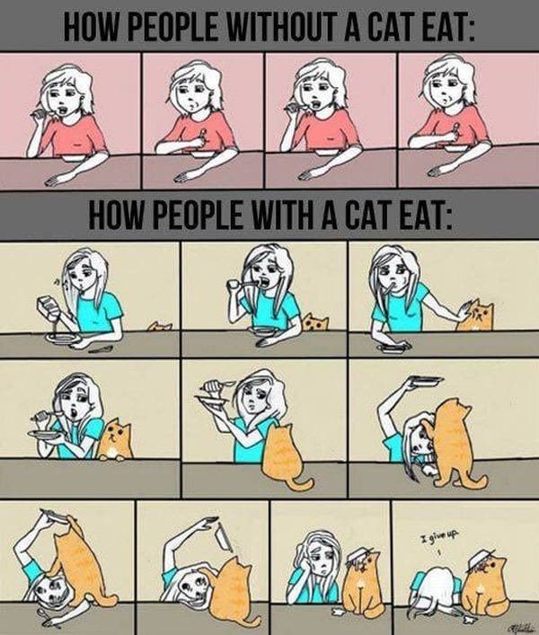 Struggle for cat lovers
