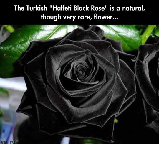 The Black Rose for black hearts
