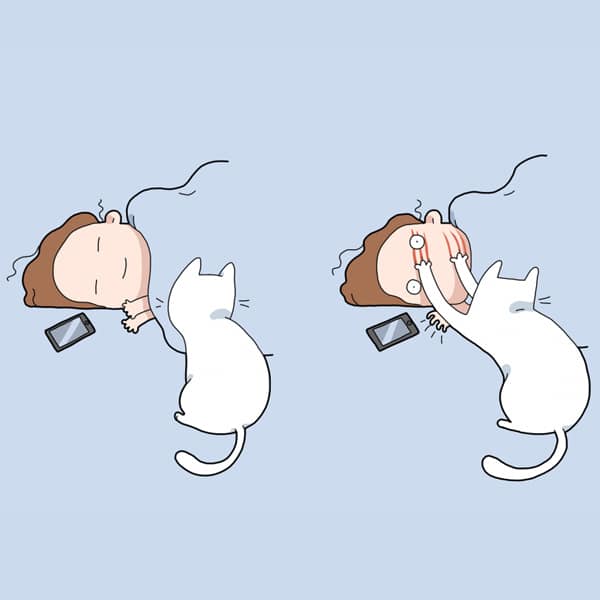 Very typical with cats