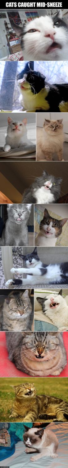 Cats-caught-in-mid-sneeze