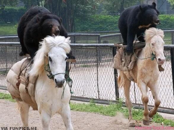 Bears mounting horses
