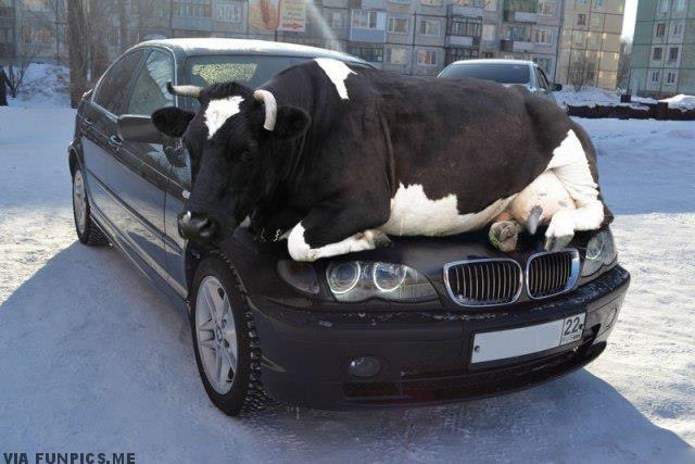 BMWs are so comfortable to sit on