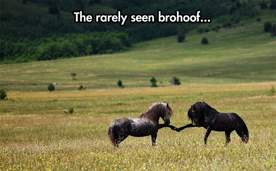 Brohoof