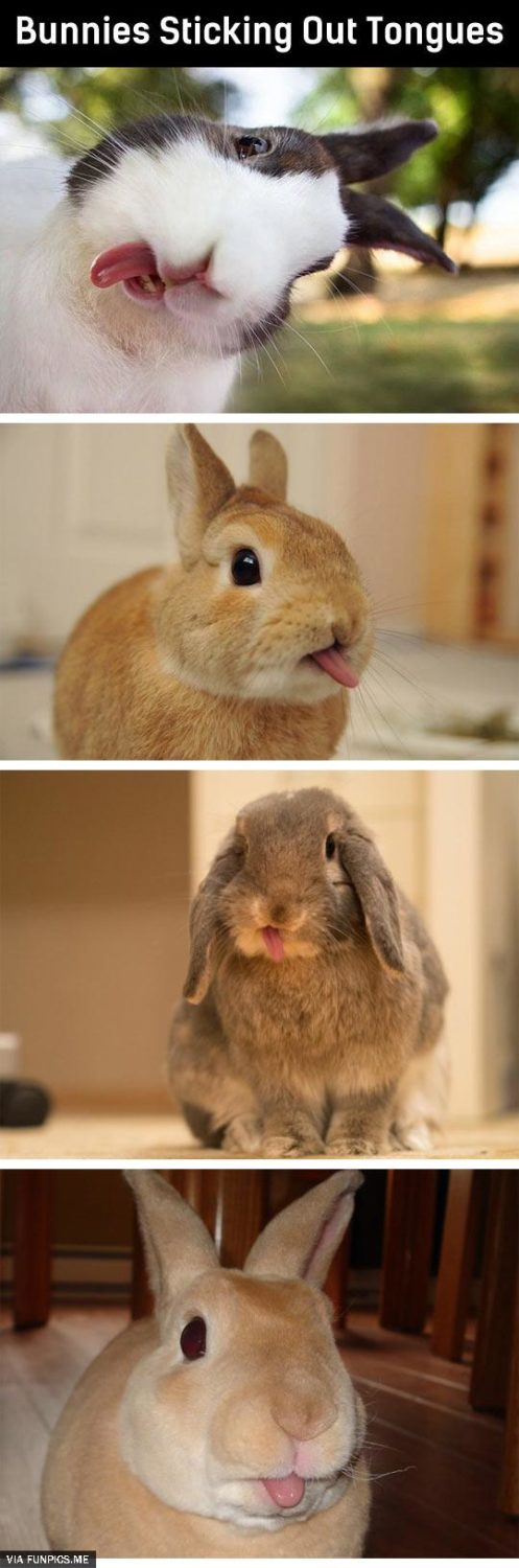 Bunnies sticking out tongues
