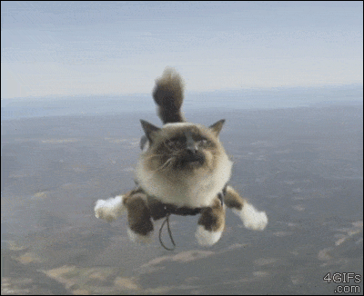 Cat sky diving