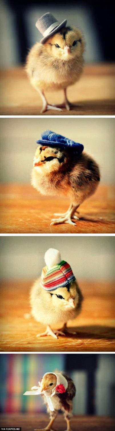 Chicks With Fabulous Hats