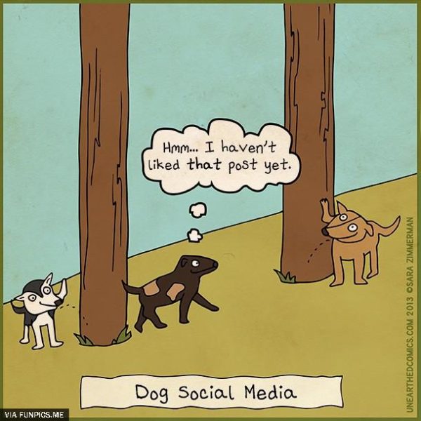 Dog Social Media