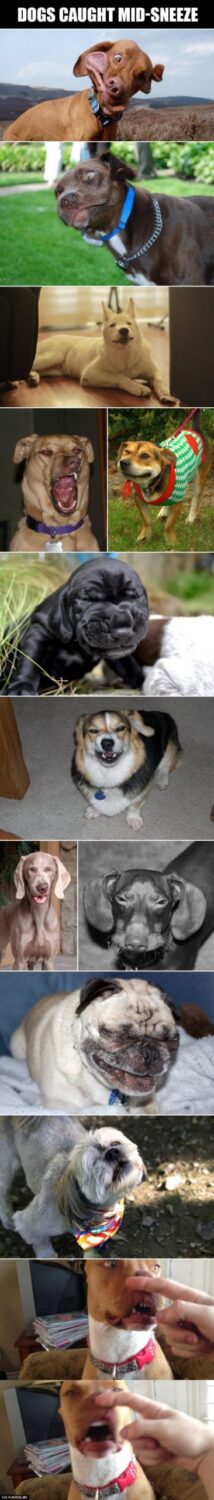 Dogs caught in mid-sneeze