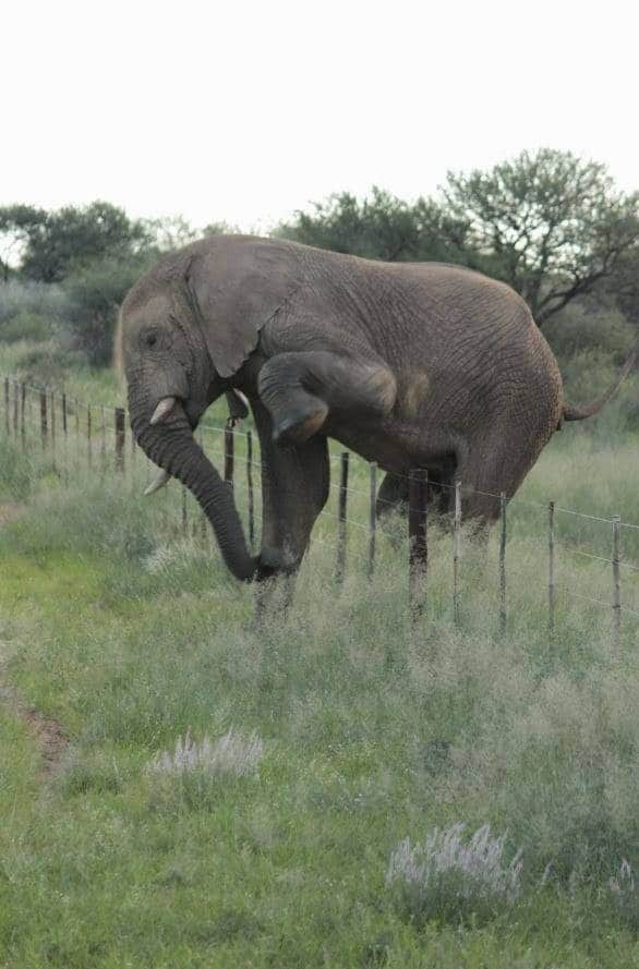 Elephant jumps delicately over fence
