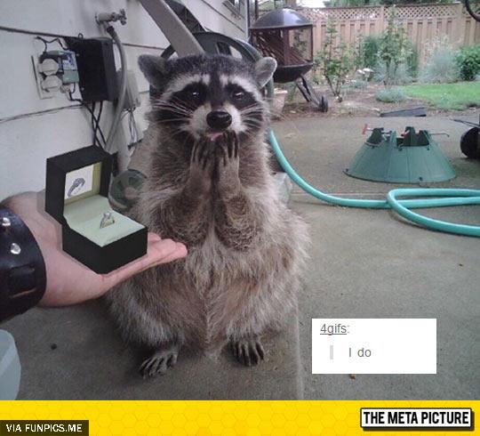 I proposed to a raccoon