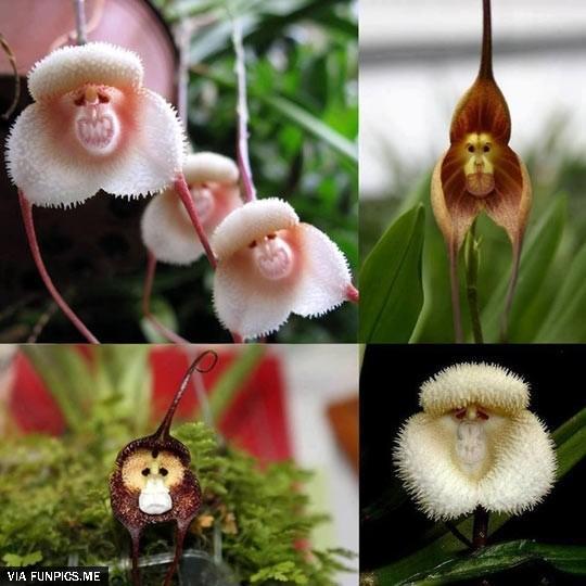 Just In Case You’ve Never Seen Monkey Orchids Before