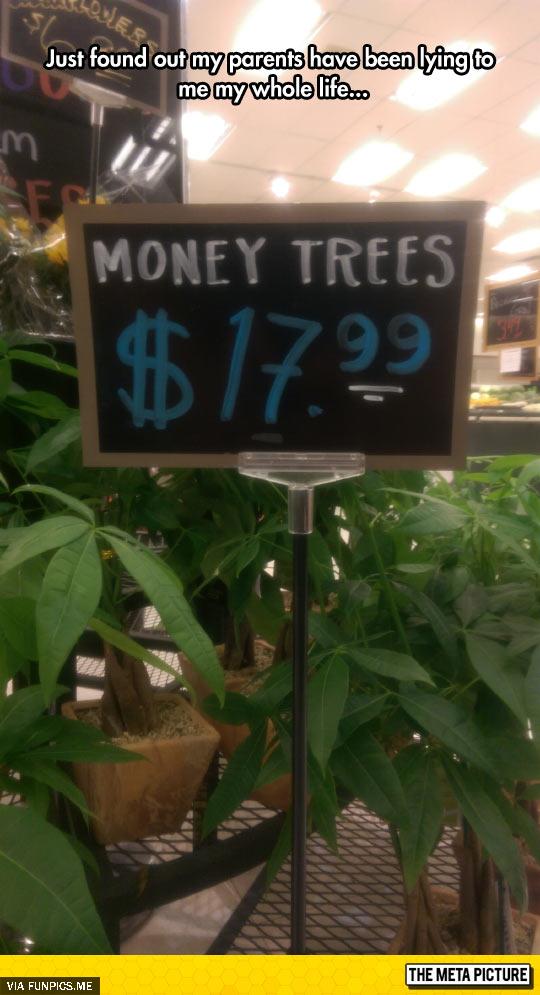 So money does grow on trees