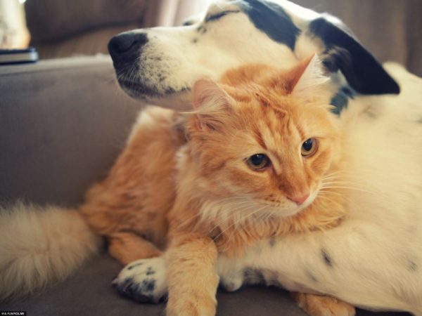 cats and dogs best friends 16