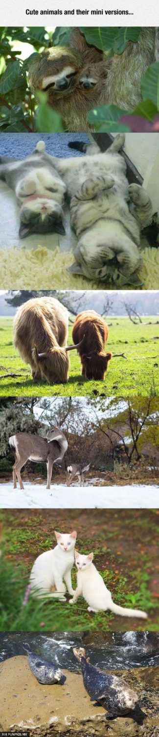 Cute animals and their mini versions