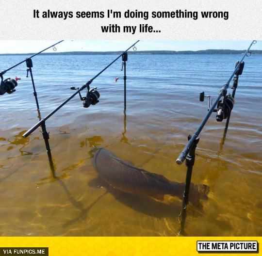 Fishes have become more intelligent it seems