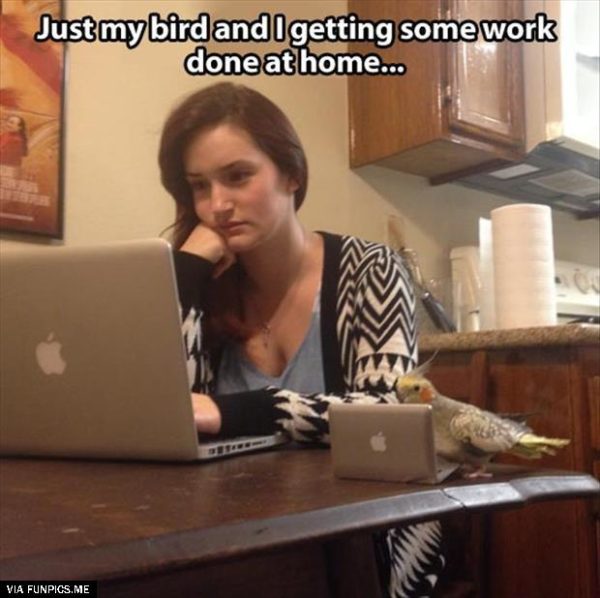 My bird helps me with my work