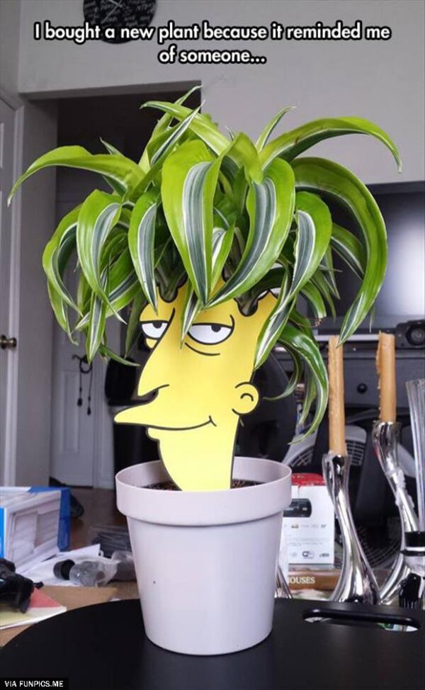 Plant reminds me of someone