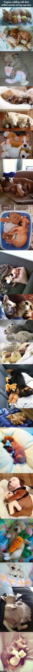 Puppies cuddling with their toy animals