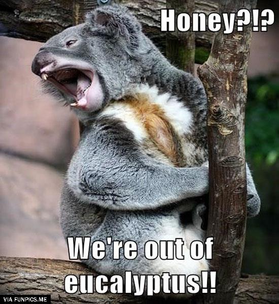 funny koala quotes 10