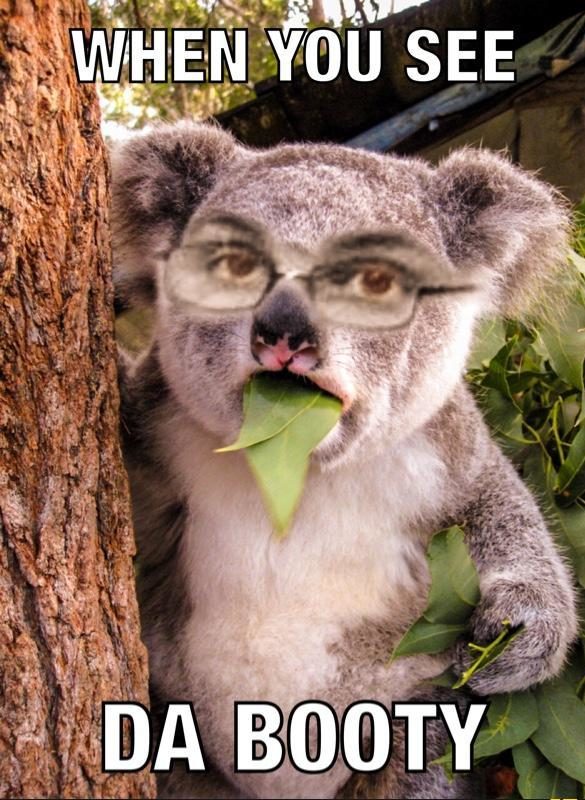 funny koala quotes 1