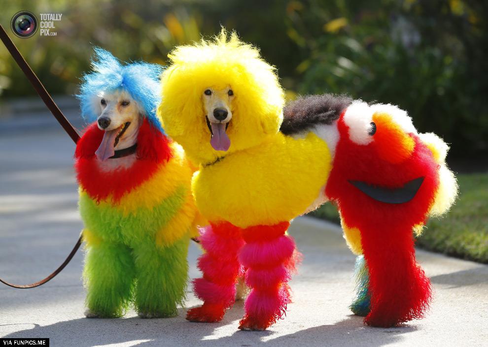 dogs who love to get groomed 27