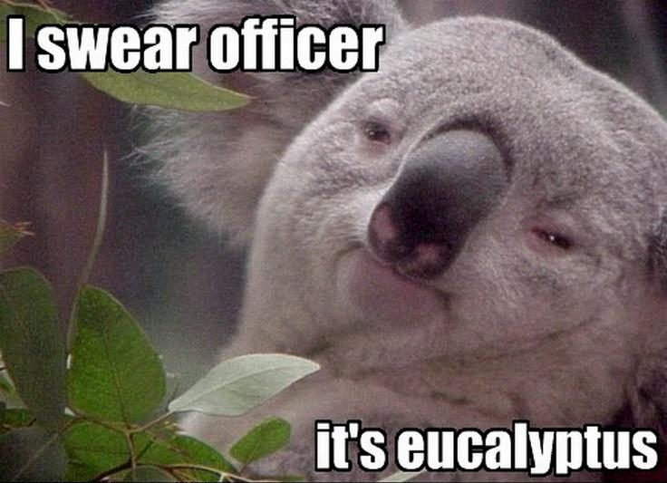 funny koala quotes 3