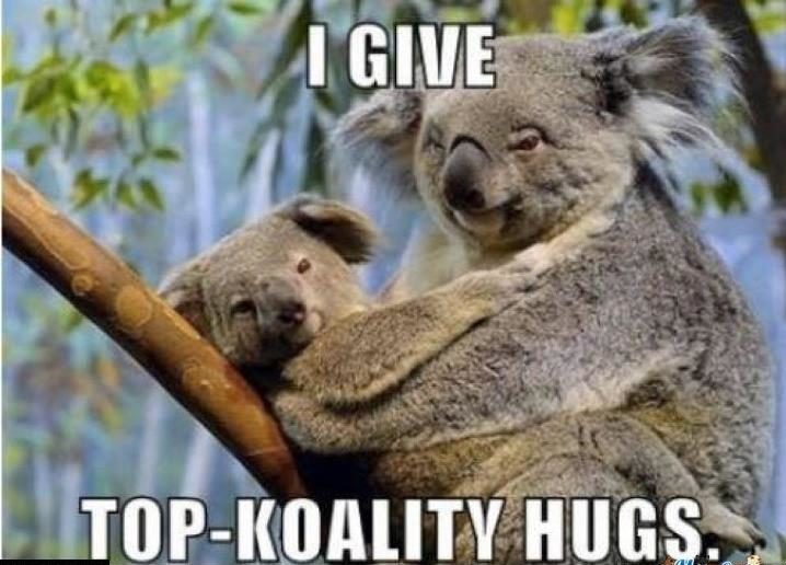 funny koala quotes 8