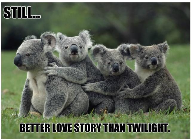 funny koala quotes 9