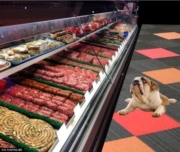 It looks as if the bulldog is watching tv