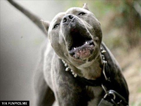 pit bull terrier dog 7