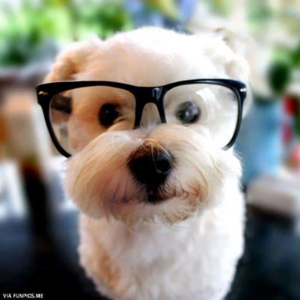 smart dog with glasses 26
