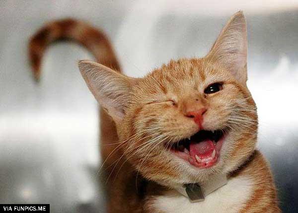 smiling-animals-cat